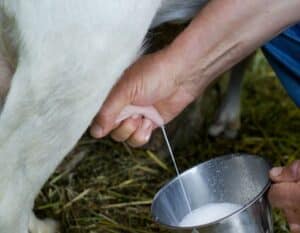 person milking goat