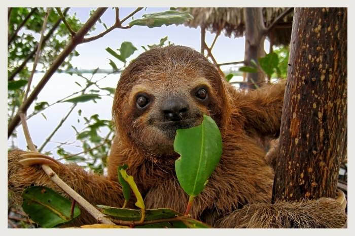 spend time with sloths during this unique virtual events