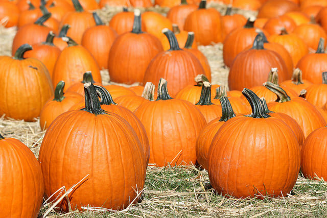 Pick some pumpkins this fall at Clancy's. Things To Do and See in SF This Fall