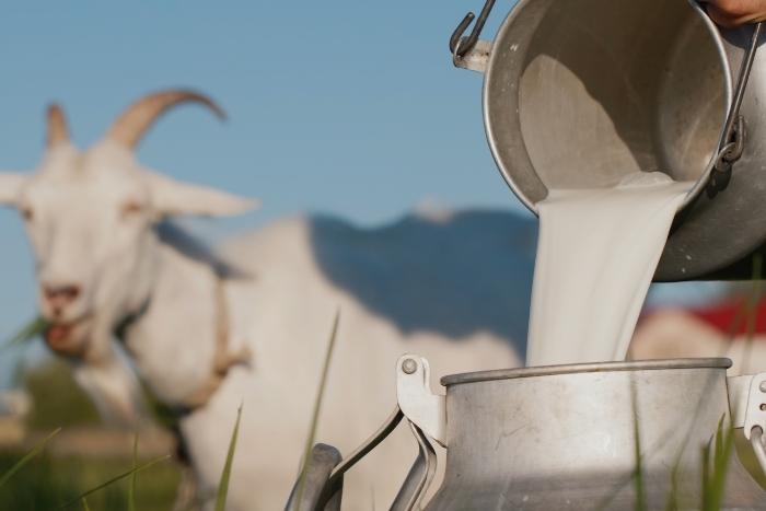 goat-milk-on-site-events-team-building-activities-in-the-bay-area.jpg