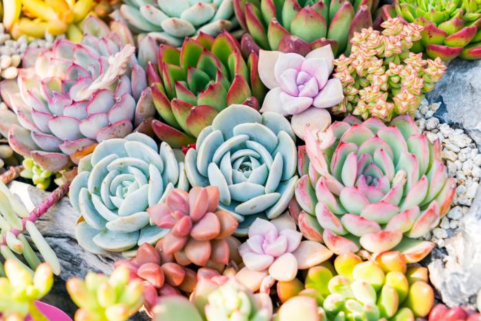 different-succulents-grouped-together
