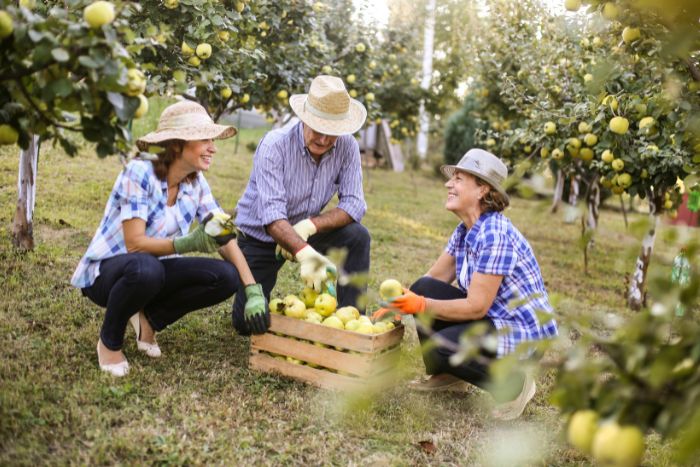 three people picking apples in orchard