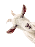 A Goat