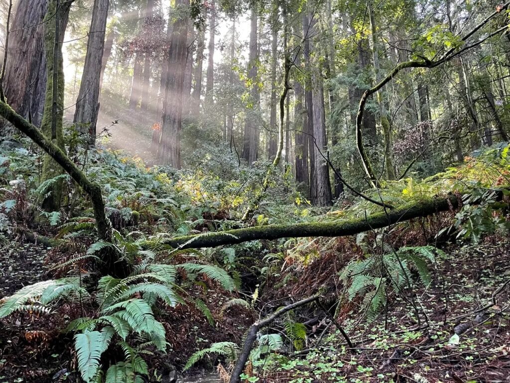 tall trees and plants with light and mist in san francisco national park