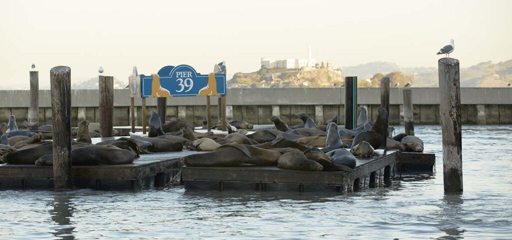 pier 39 in san francisco, a great place to visit with teenagers