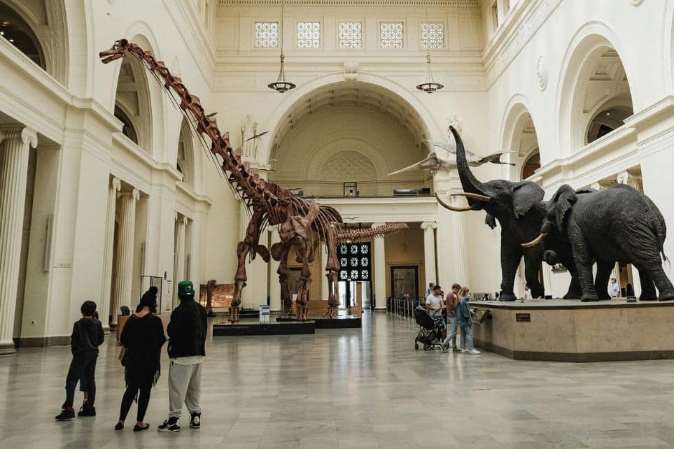 people looking at dinosaur fossils in museum