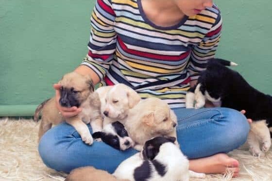 vendors for events includes puppy cuddle rentals