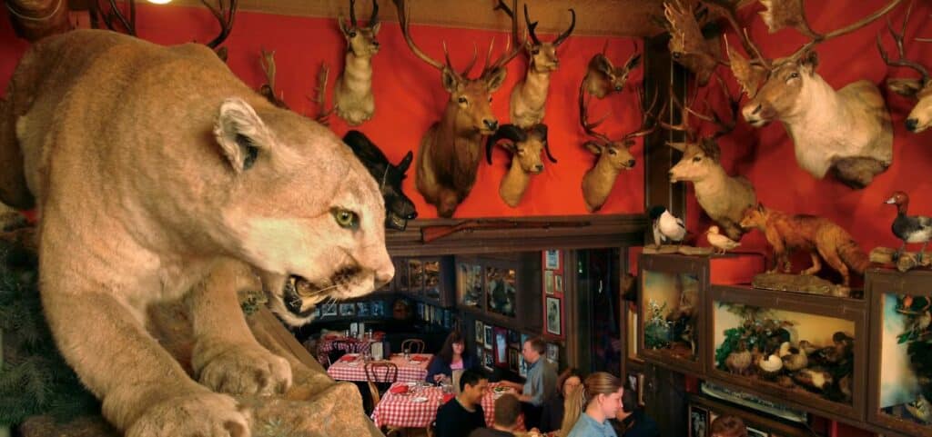interior with taxidermy animals at buckhorn in denver