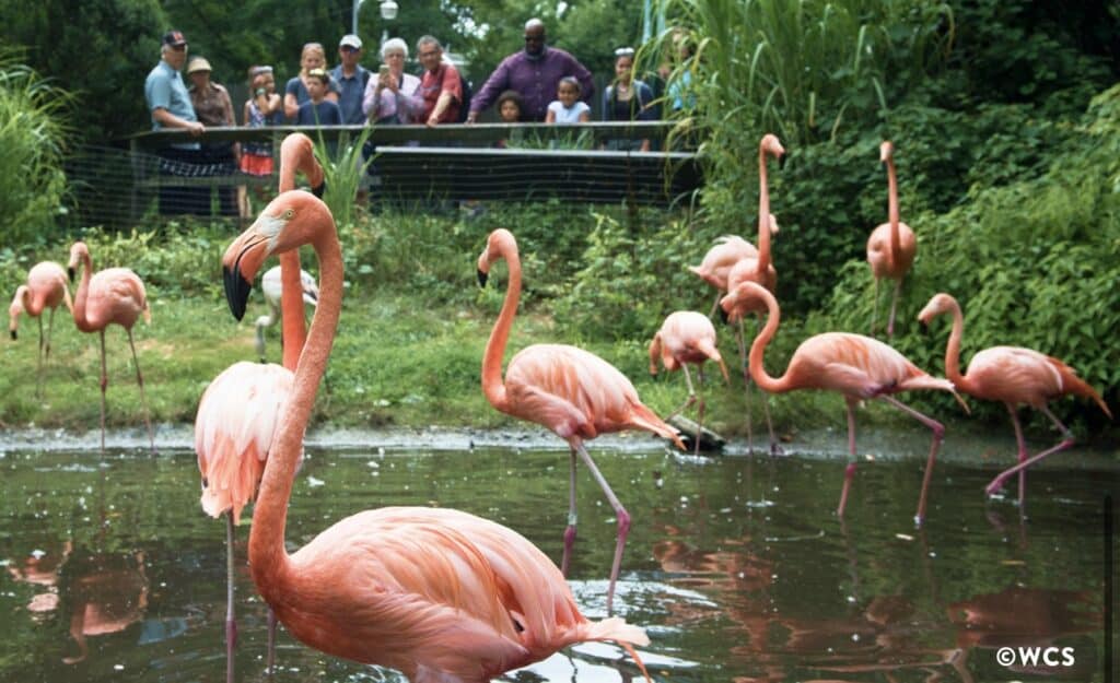 Flamingo exhibit at the Bronx Zoo