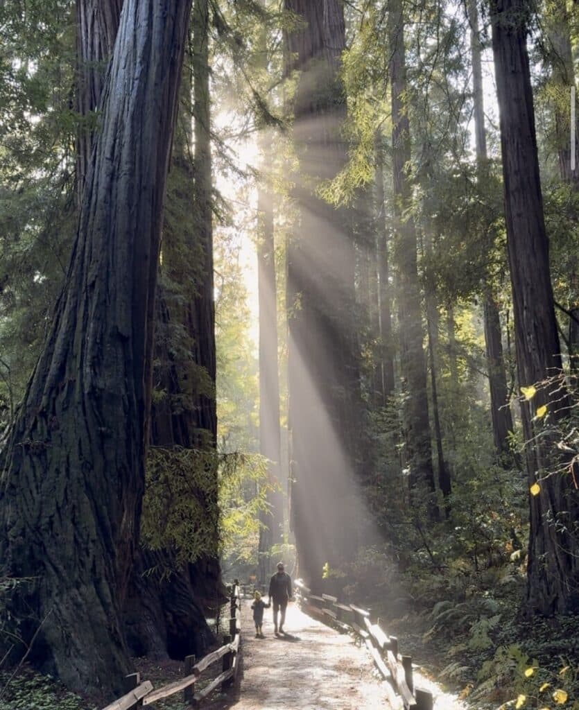 Redwoods from Muir wood tower over hiking groups