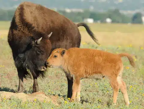 mother buffalo and baby in denver colorado
