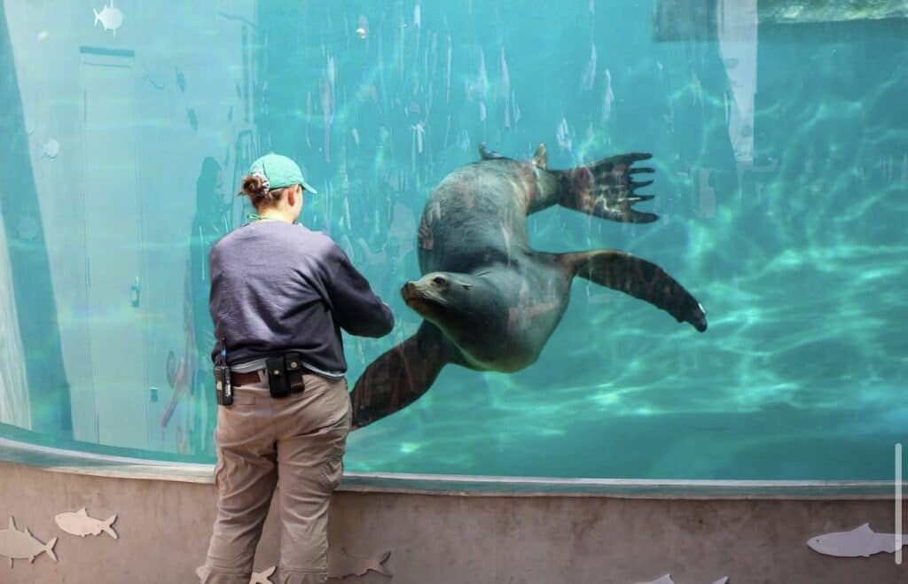 Manatee in a tank at Denver Zoo
