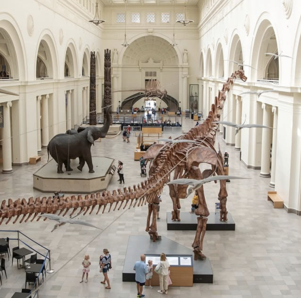 Guests peruse the dinosaur exhibit at the Field Museum in Chicago