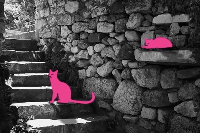 explore-athens-cats-most-quirky-unusual-unique-virtual-events-in-2021