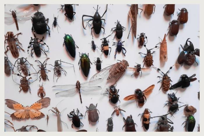 make friends with insects during unique virtual events